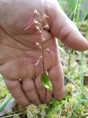 Neottia bifolia