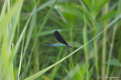 Atrocalopteryx atrata