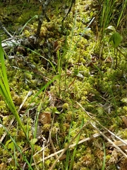 Neottia bifolia