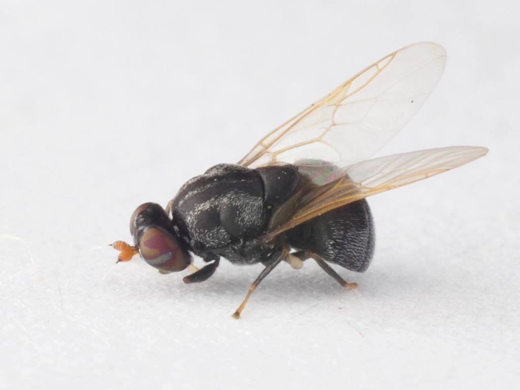 Berkshiria albistylum