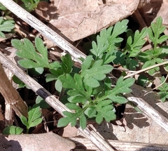 Ambrosia artemisiifolia