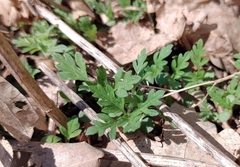 Ambrosia artemisiifolia