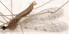 Rhipidia maculata