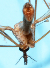 Rhipidia maculata