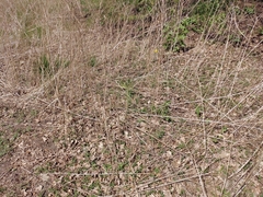 Ambrosia artemisiifolia