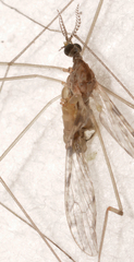 Rhipidia maculata