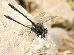 Phanogomphus borealis