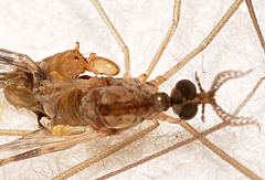 Rhipidia maculata