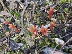 Chamaenerion angustifolium