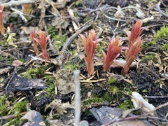 Chamaenerion angustifolium