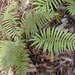 Parasitic Tri-vein Fern - Photo (c) Forest & Kim Starr, some rights reserved (CC BY)