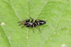 Sergiolus unimaculatus