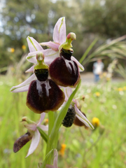 Ophrys exaltata