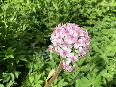 Darmera peltata