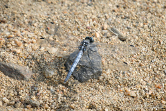 Orthetrum lineostigma
