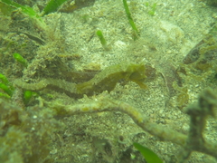 Hippocampus kuda