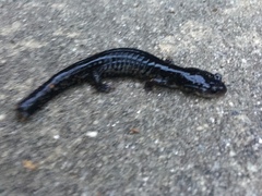 Plethodon chattahoochee