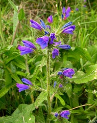 Echium creticum