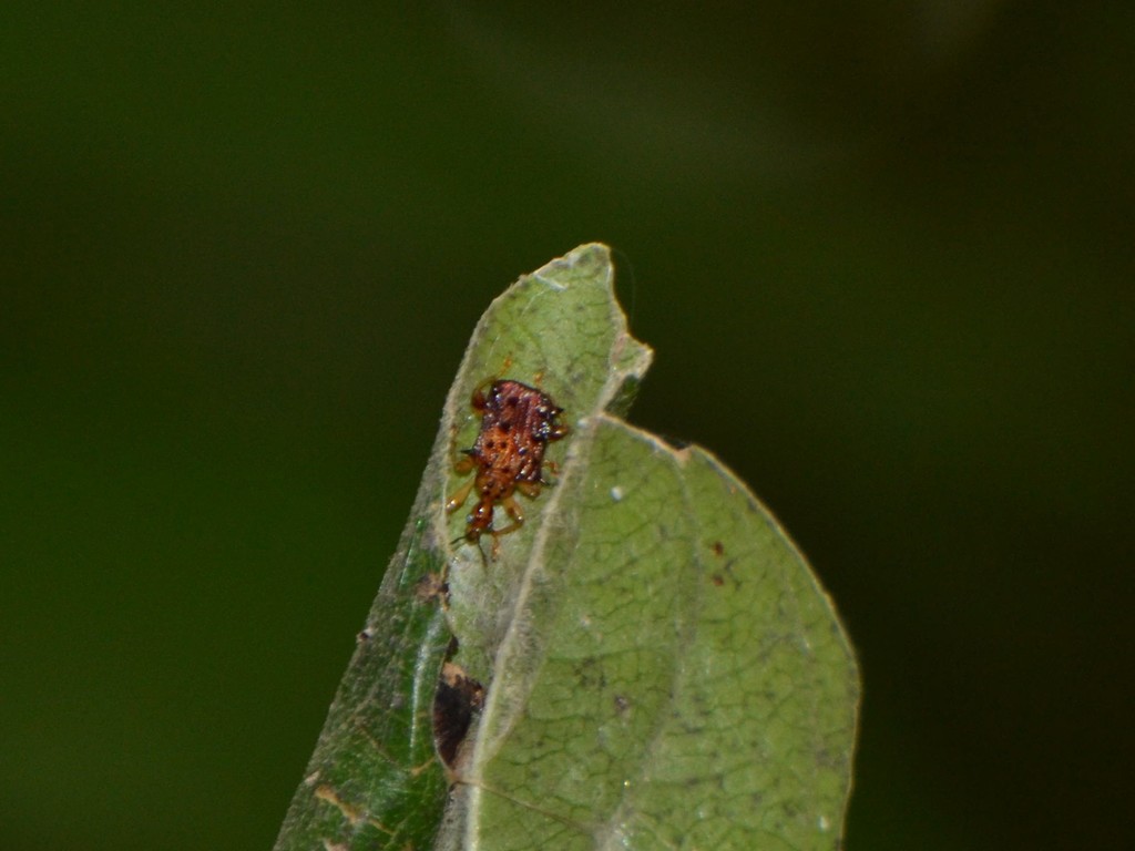 Apoderinae from Tamhini, Maharashtra, India on May 7, 2022 at 12:23 PM ...