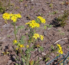 Senecio vernalis