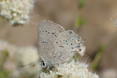 Satyrium