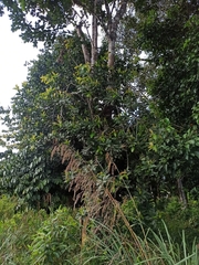 Ficus acamptophylla
