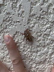 Polyphylla occidentalis