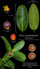 Ficus acamptophylla