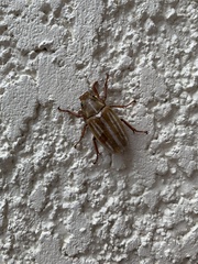 Polyphylla occidentalis