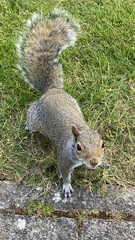 Sciurus carolinensis