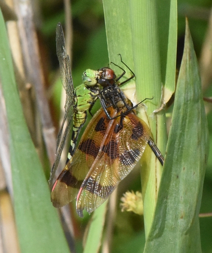 Erythemis simplicicollis