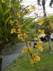 Oncidium baueri