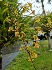 Oncidium baueri