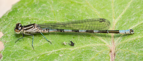 Ietinė Strėliukė nuotrauka