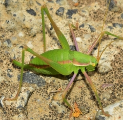 Odontura aspericauda