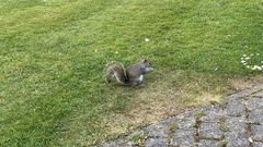 Sciurus carolinensis