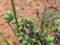 Delosperma echinatum