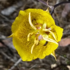 Calochortus weedii