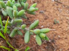 Delosperma echinatum