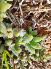 Delosperma echinatum