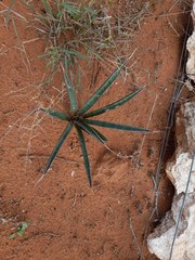 Sansevieria aethiopica