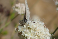 Satyrium