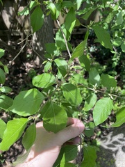 Lonicera maackii