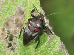 Oplomus dichrous