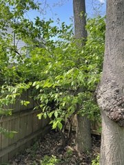 Lonicera maackii