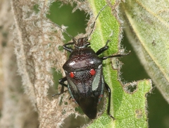 Oplomus dichrous