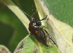 Oplomus dichrous