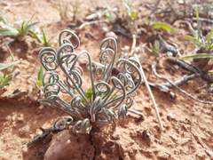 Albuca spiralis