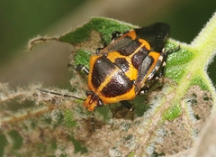 Oplomus dichrous