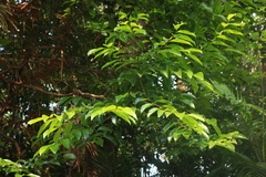 Margaritaria indica